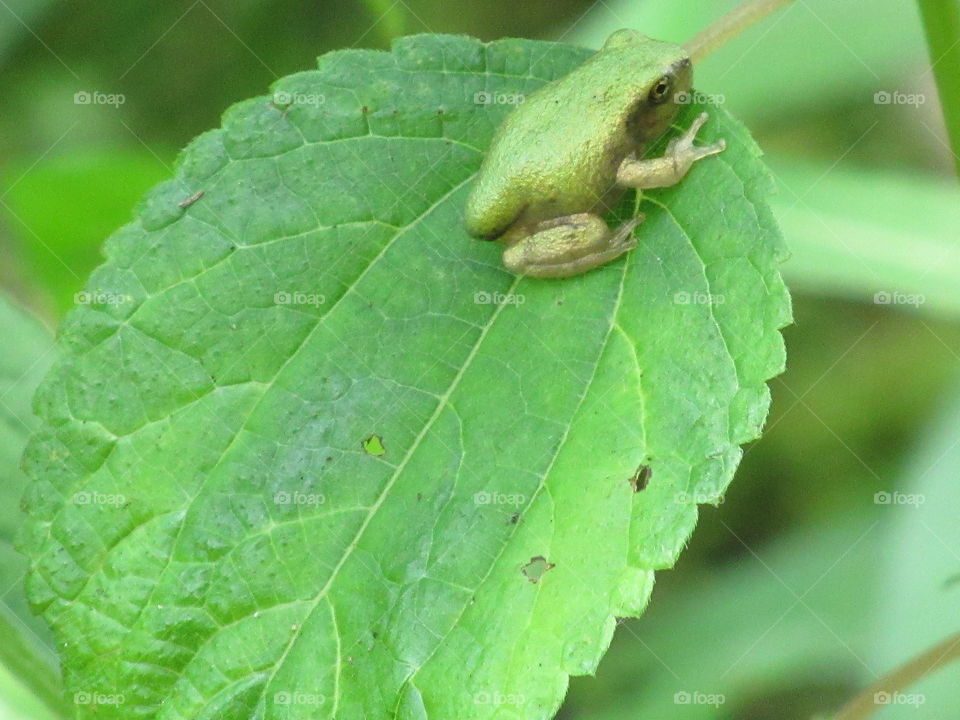 Tiny tree frog on a leaf