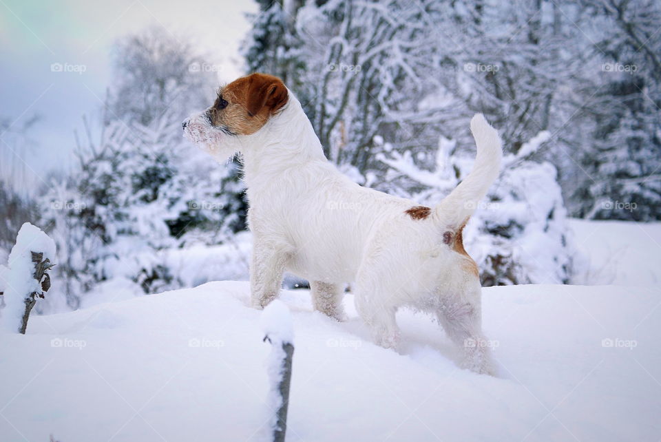 Dog standing in snow