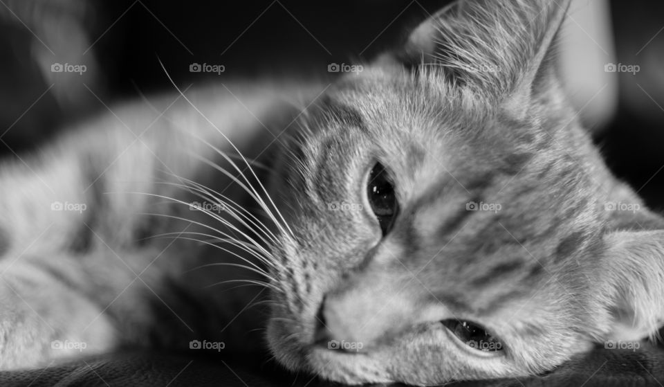 black and white capnap. kitten having a lazy afternoon on the couch