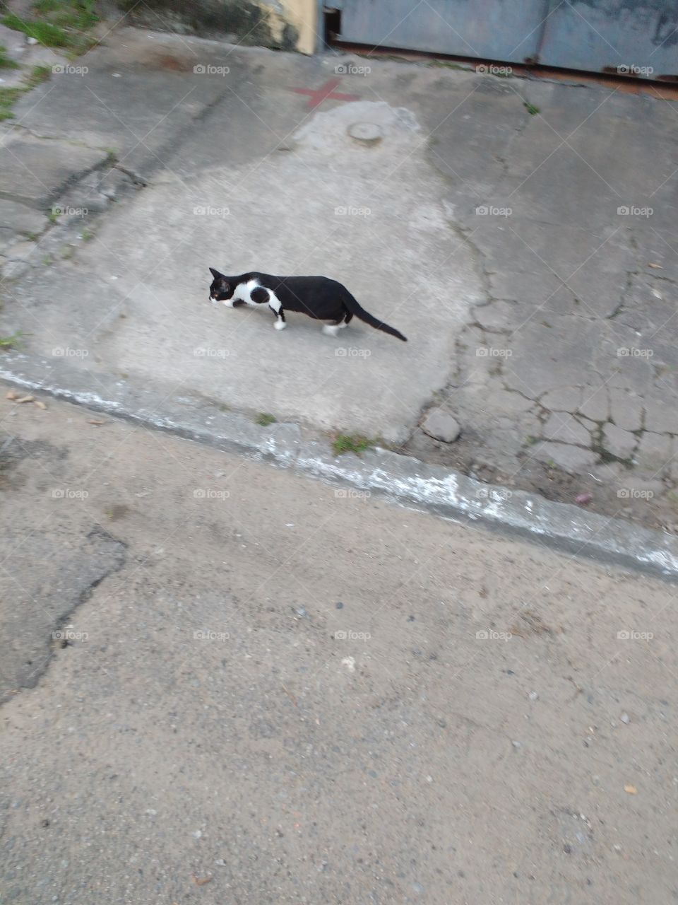 cat the street
