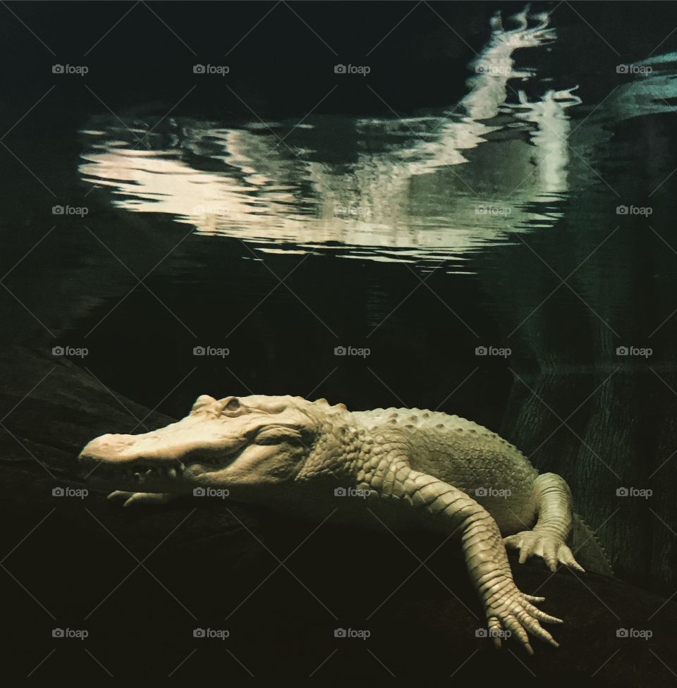 Albino alligator reflection in water