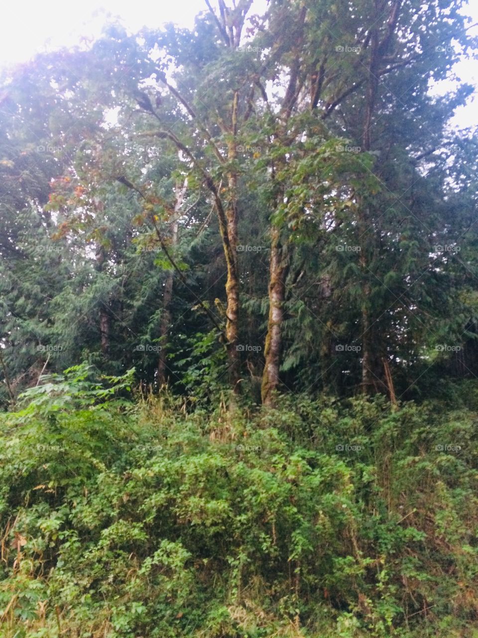 Trees. So beautiful and relaxing