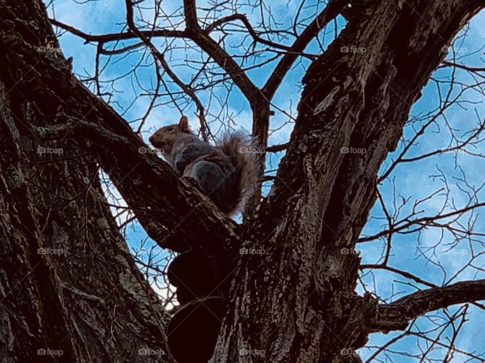 Squirrel on the tree