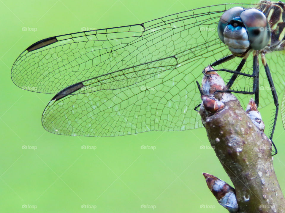 closeup of dragonfly wings