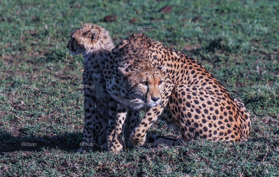 Leopards await to prey