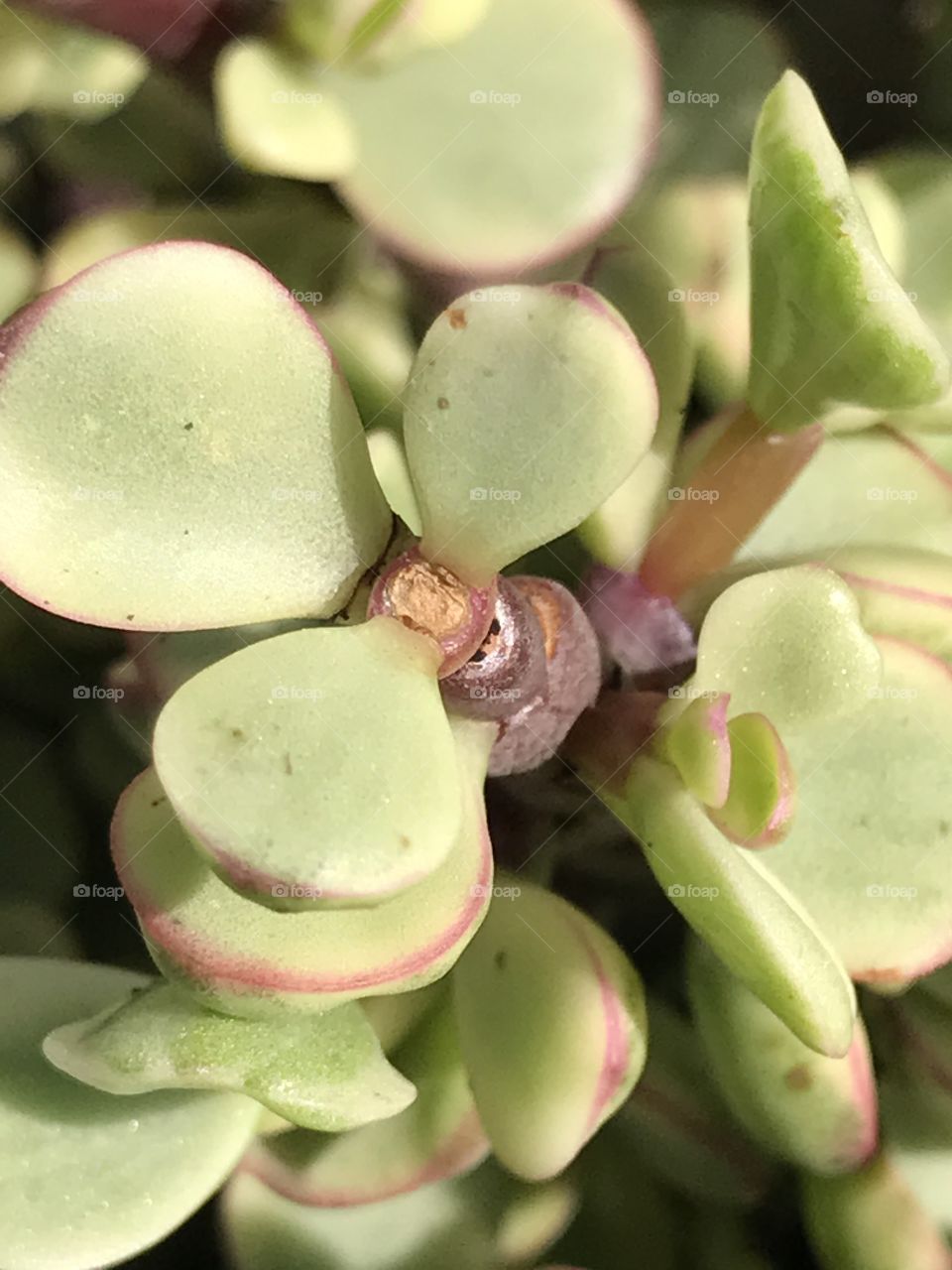 Succulent plant up close