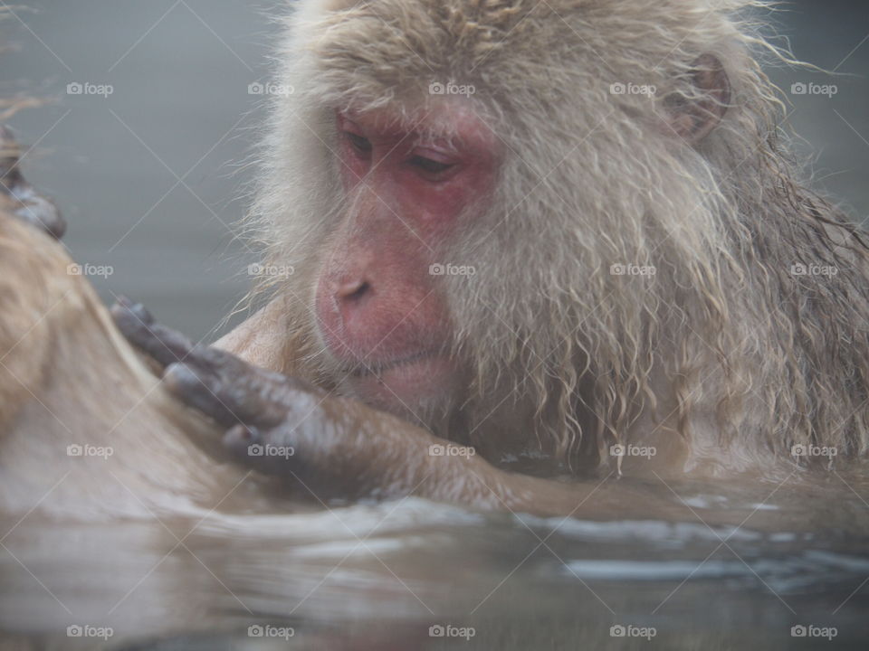 Snow monkey