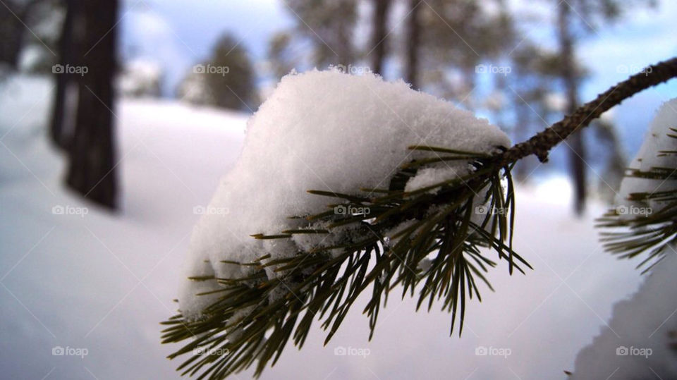 snow winter macro easter by peder66
