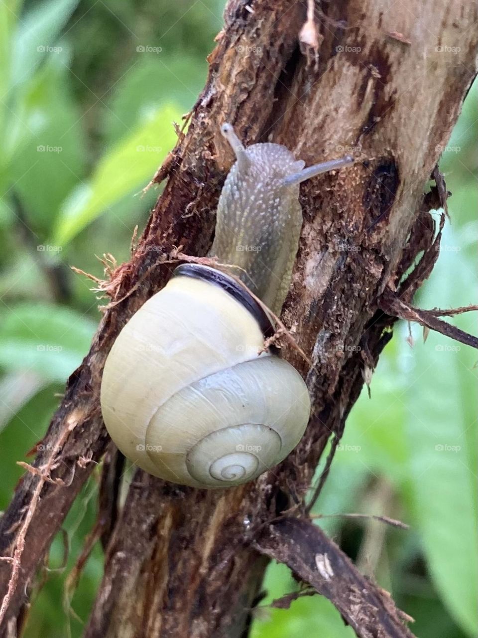 Snail 
