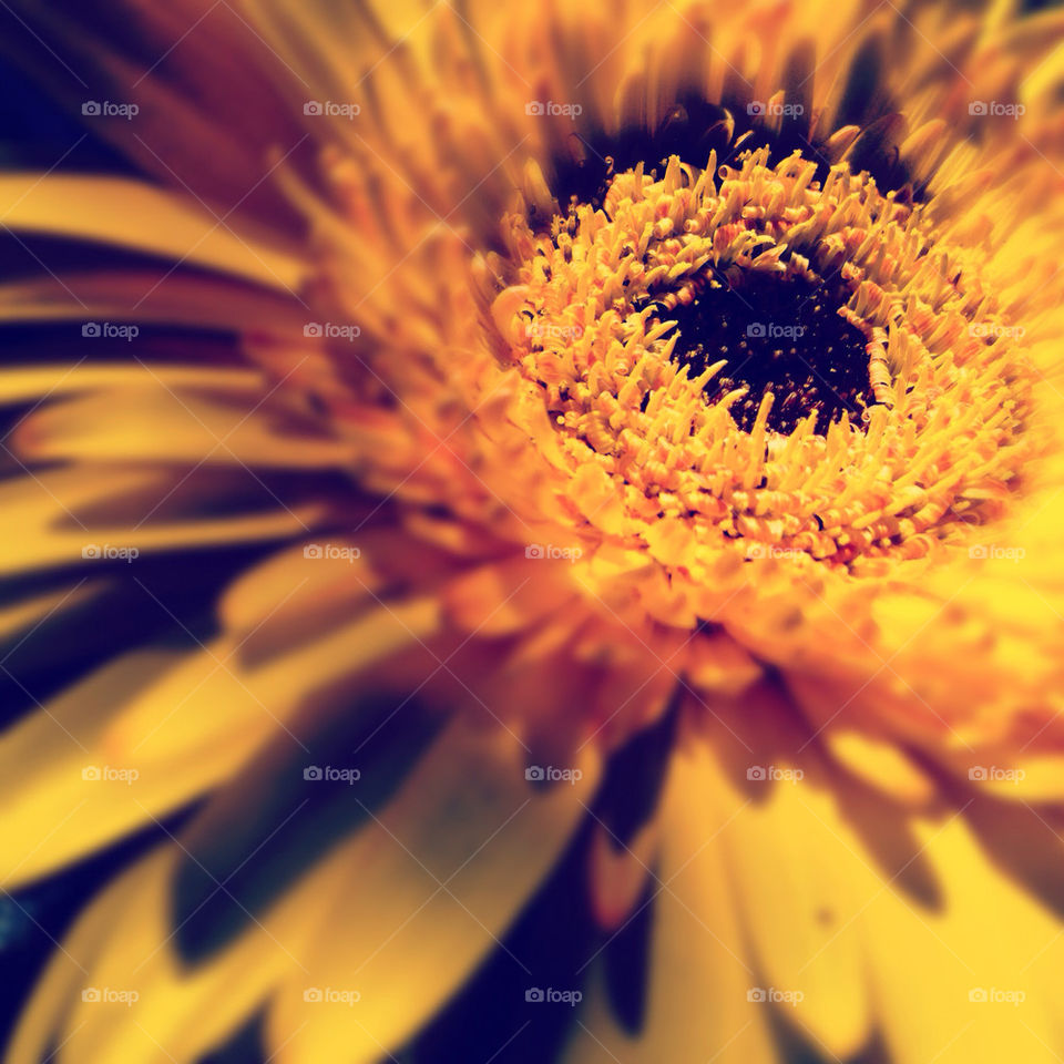 yellow nature flower macro by sdpropho