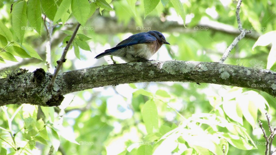 Bluebird in a tree