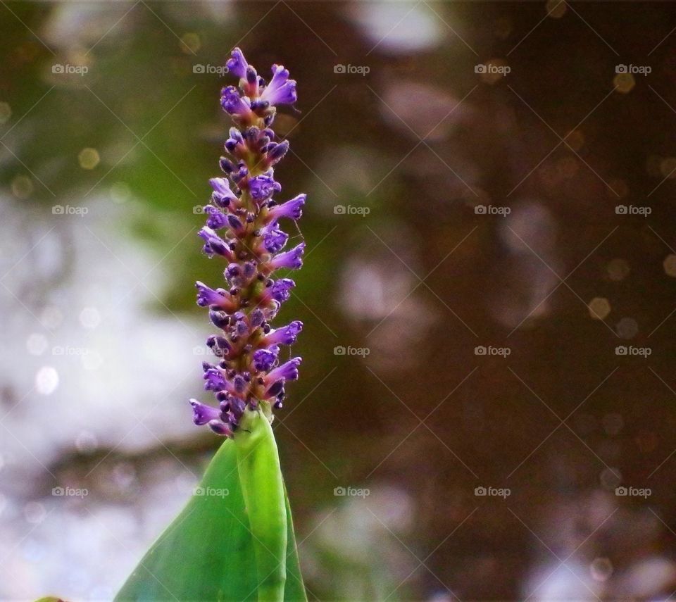 Purple aquatic flower