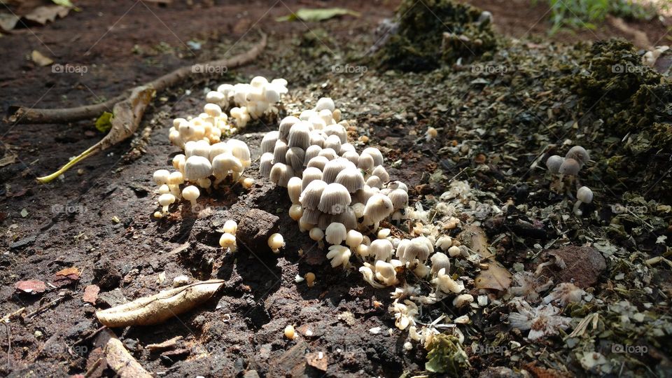 Muitos cogumelos pequenos nascendo no chão molhado.