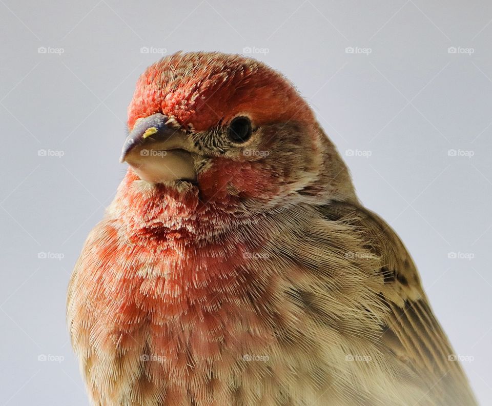 Stunning red finch 