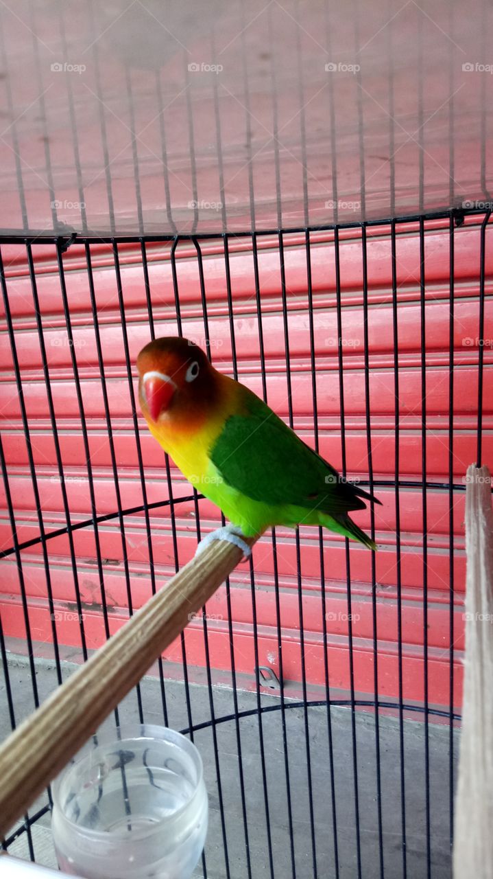 Lovebird