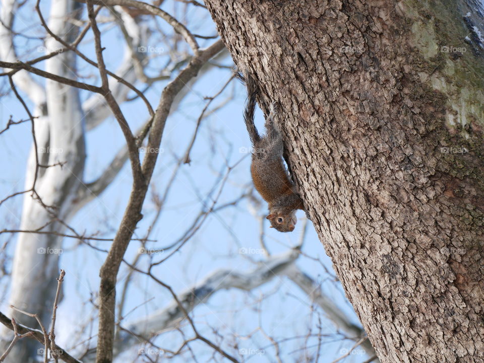 A squirrel does his best to blend into the tree, so he can remain unnoticed. All I want is a photo! 