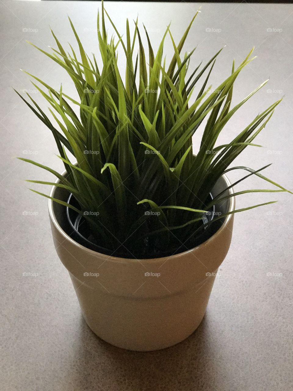 Minimalistic house plant