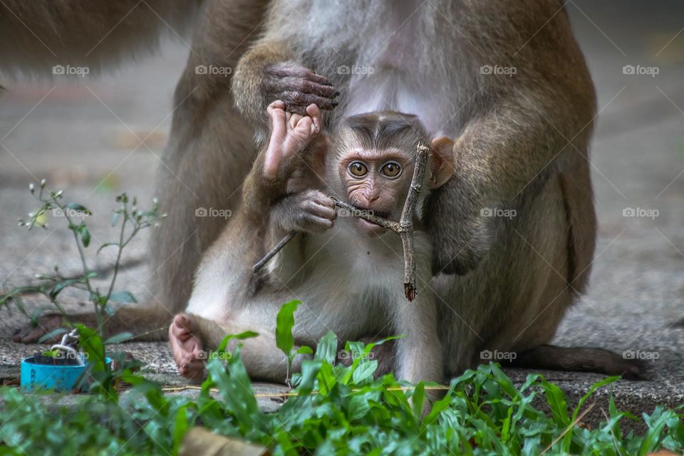 Baby monkey playing with the stick of wood 