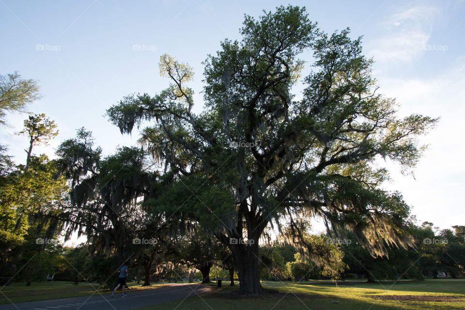 Tree in the park