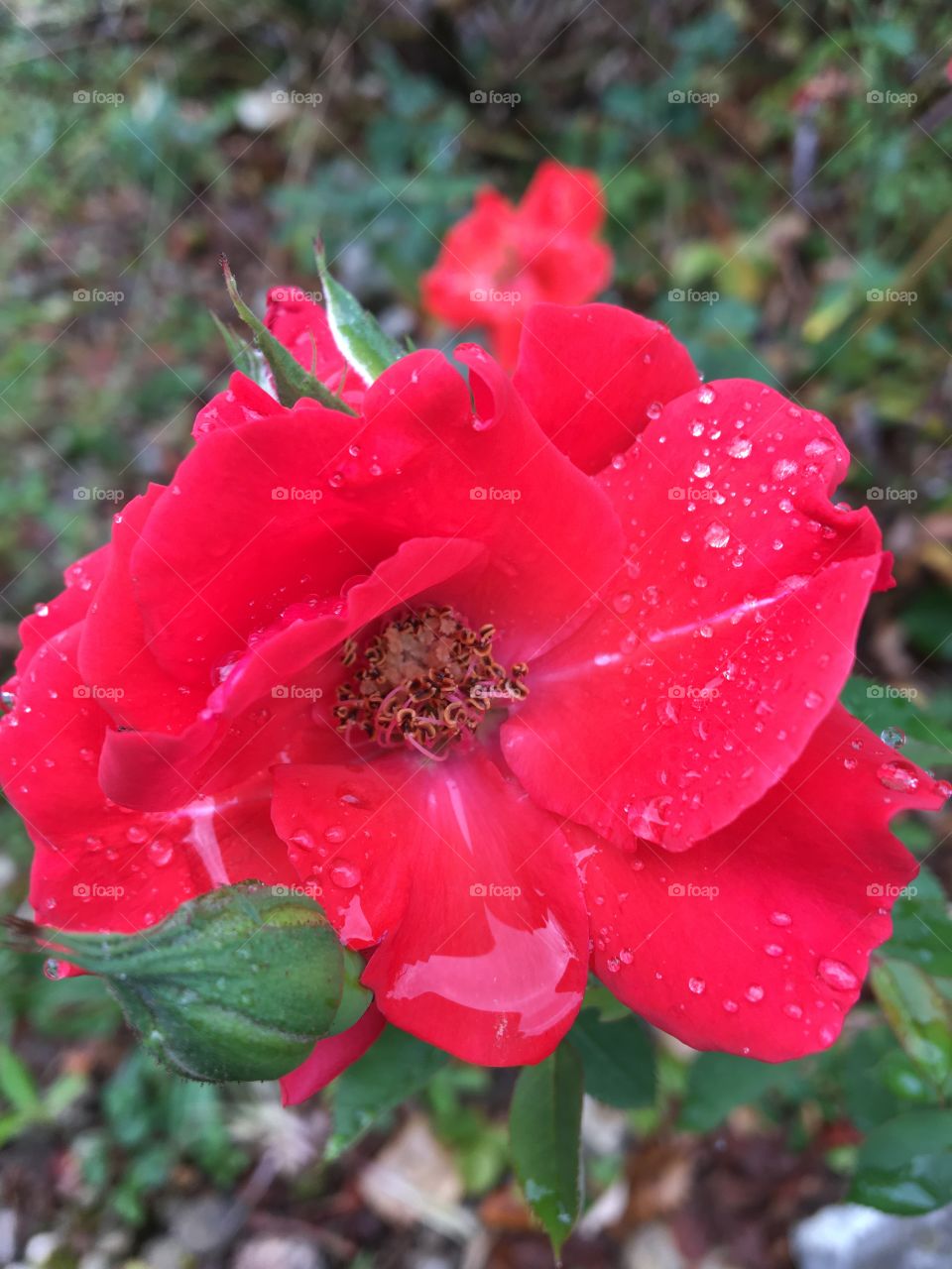 Gentle rain on rose