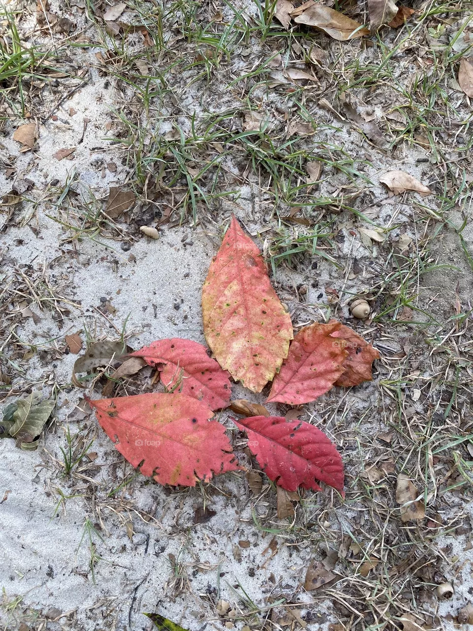 The changing of the leaves beautiful red 