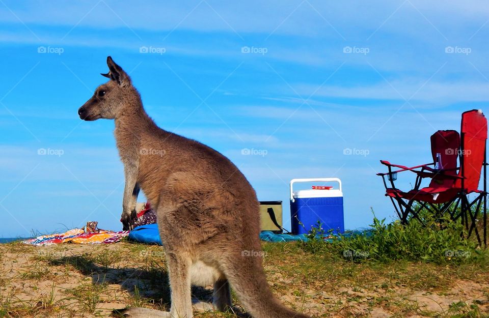 Summer with Kangaroo