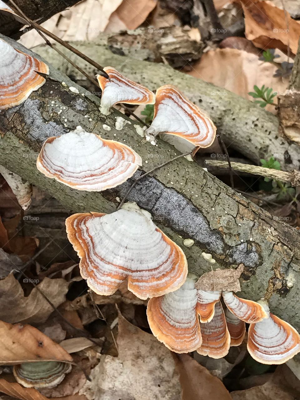 Tree trunk mushrooms 