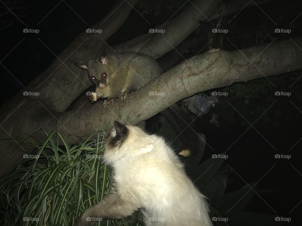 A little Possums has a friend Ragdoll cat in night time when eating