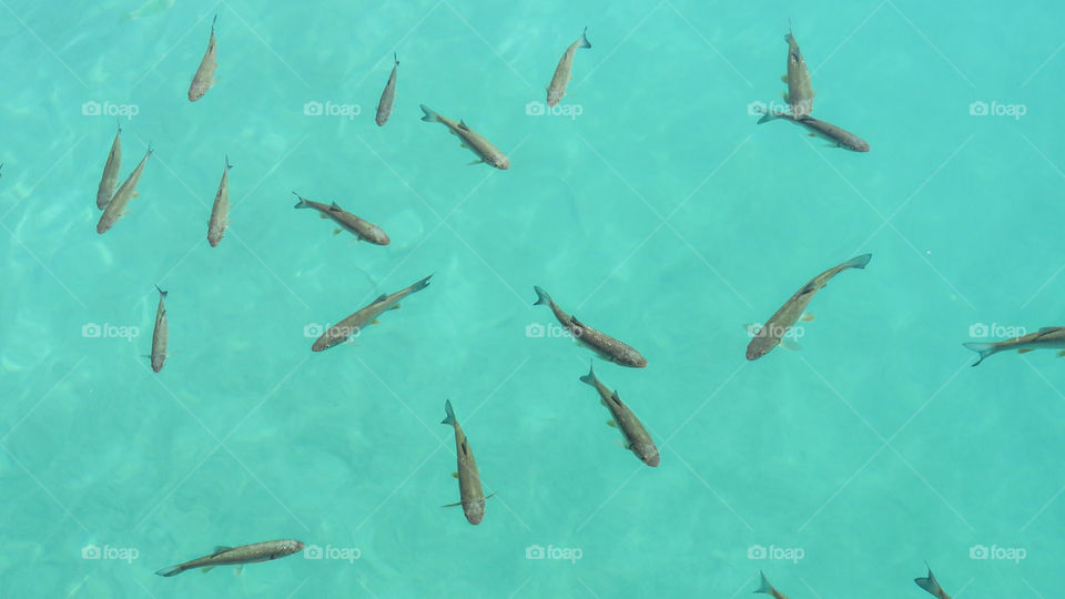 Elevated view of fish swimming underwater