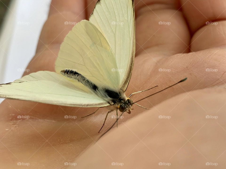 Delicate And Pretty Yellow Butterfly Visit And Reached Out For Comfort Close-Up 