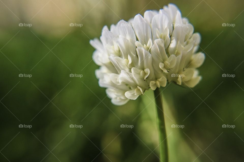 Macro flower