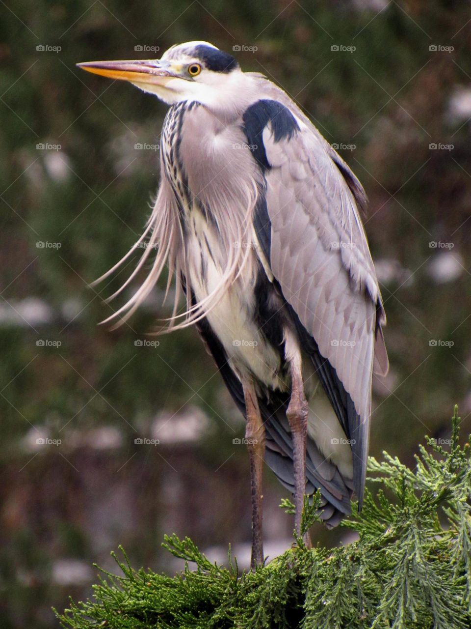 Perched