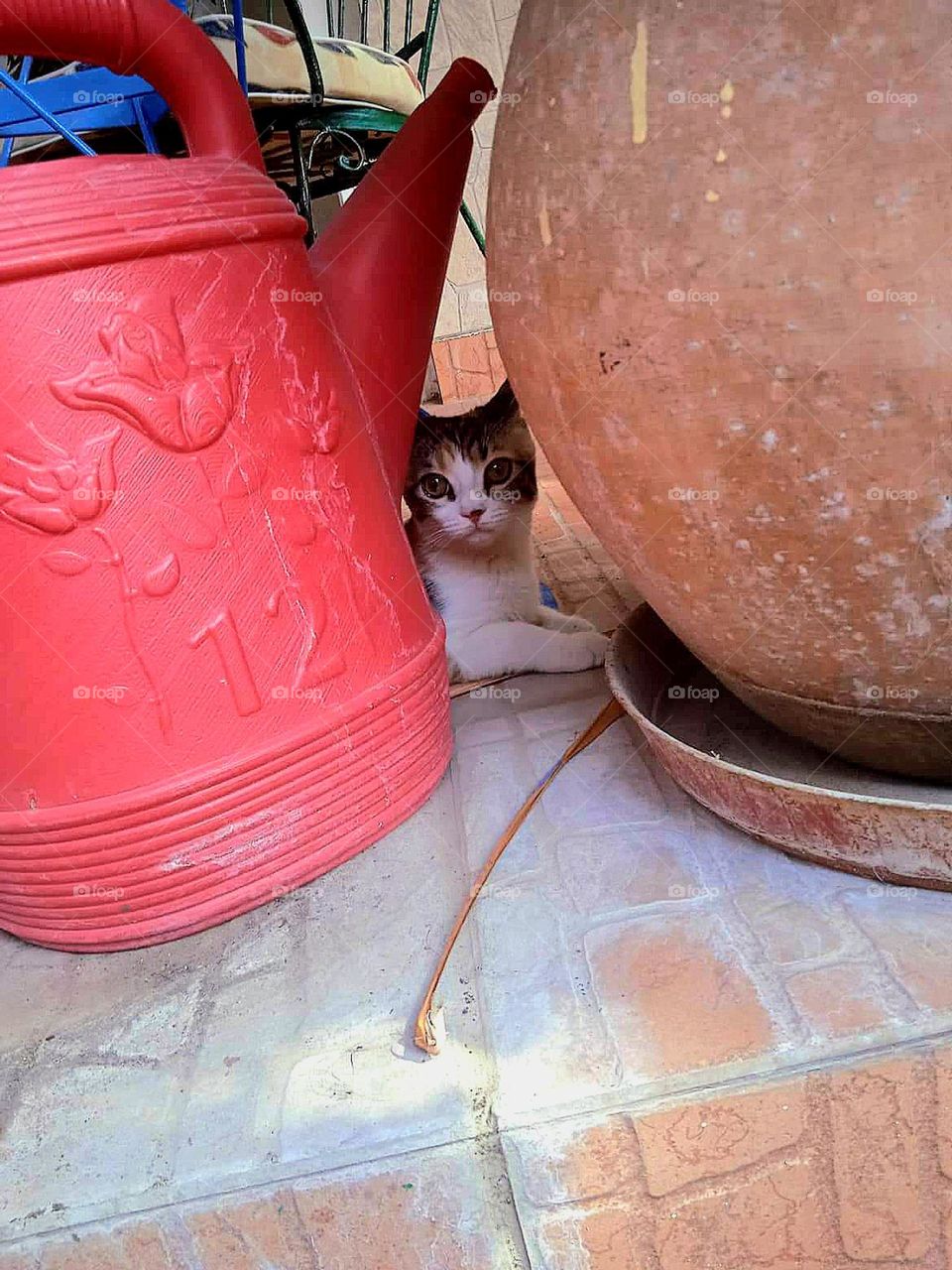 Who are you hiding from little kitty?