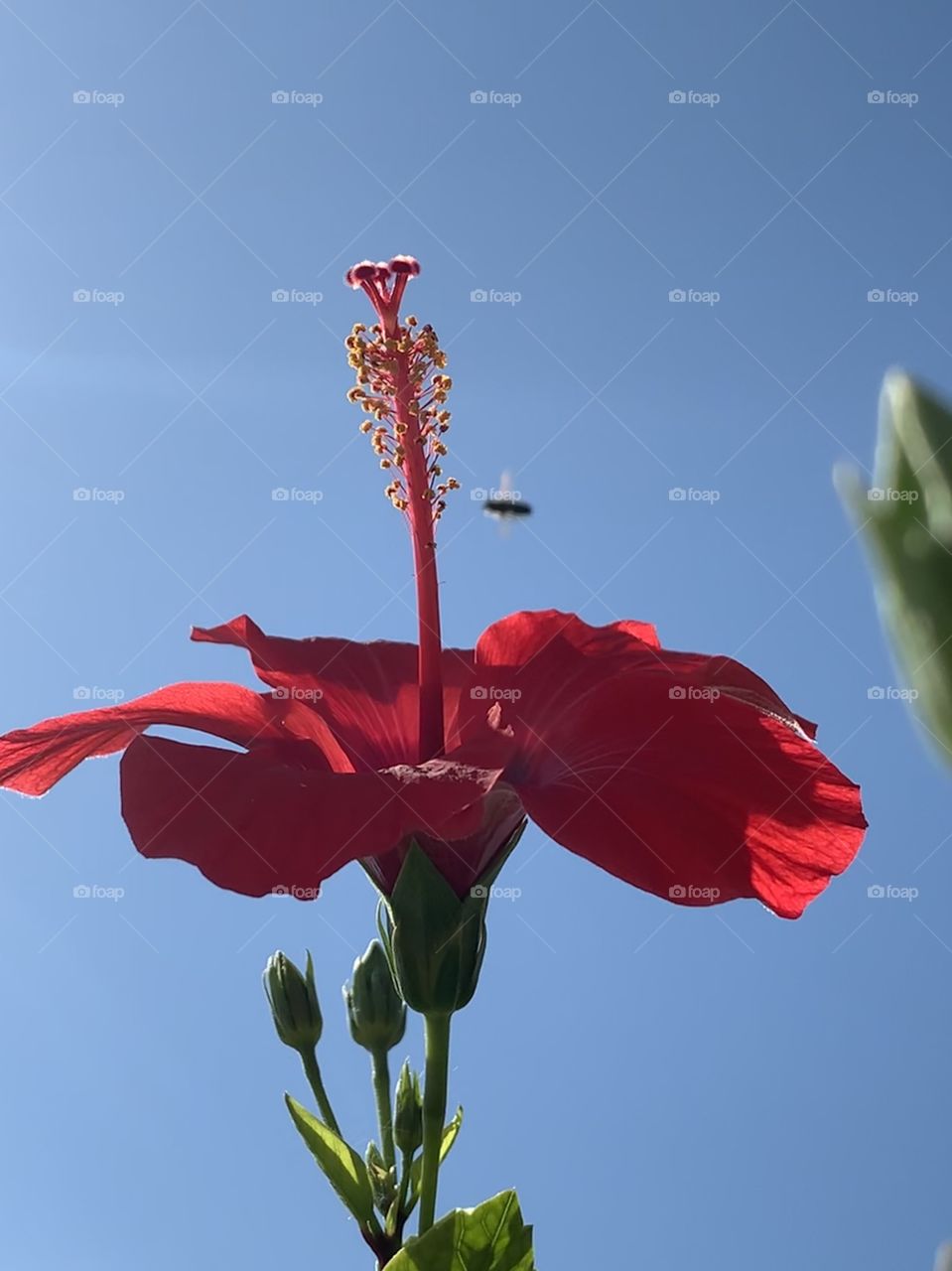 Hibiskus