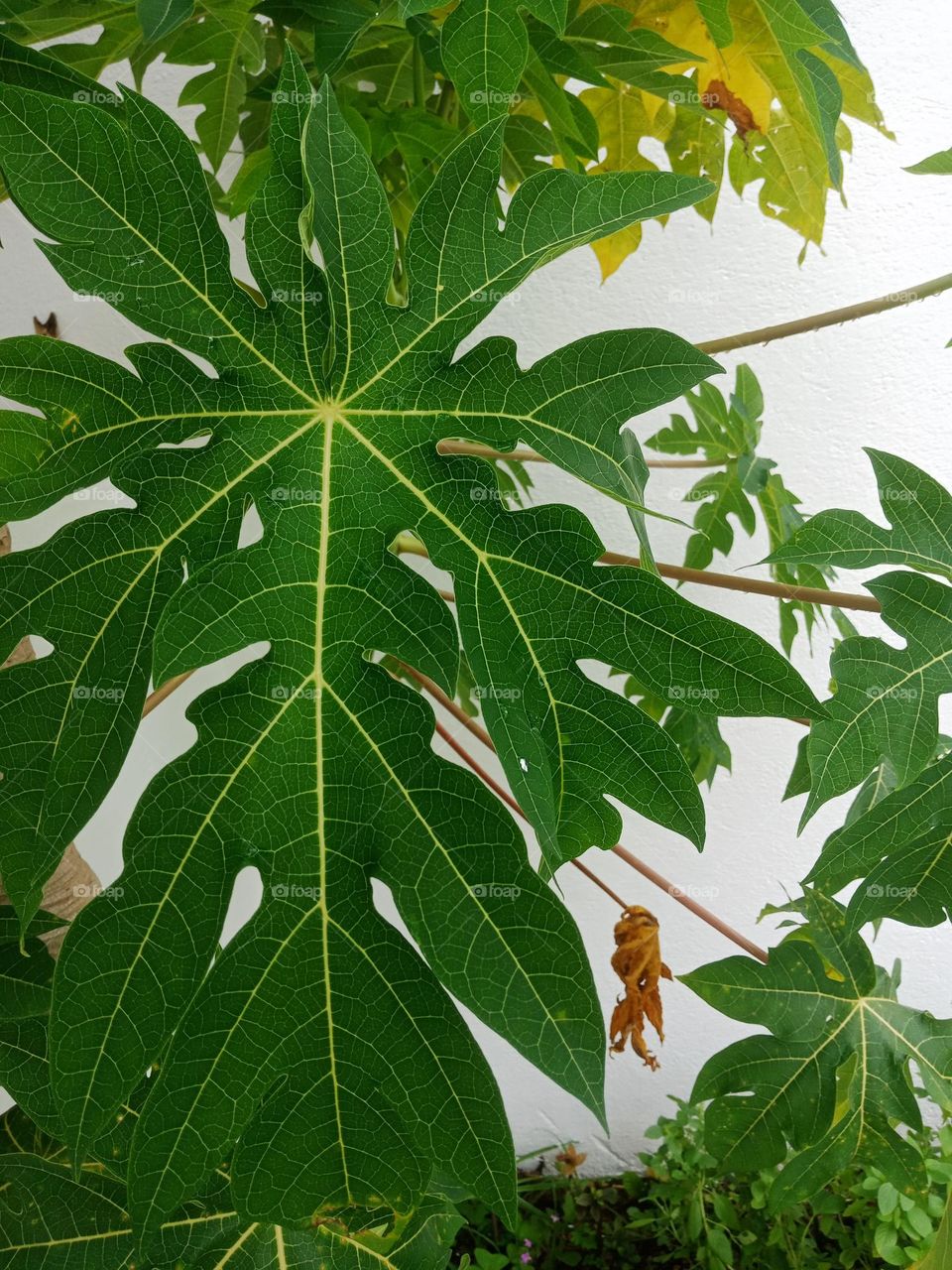 Papaya leaves