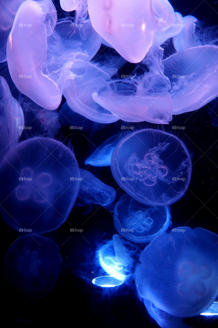 Jelly fish 