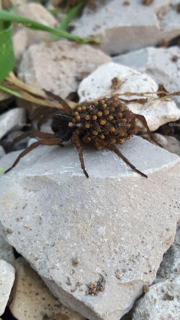 spider with babies