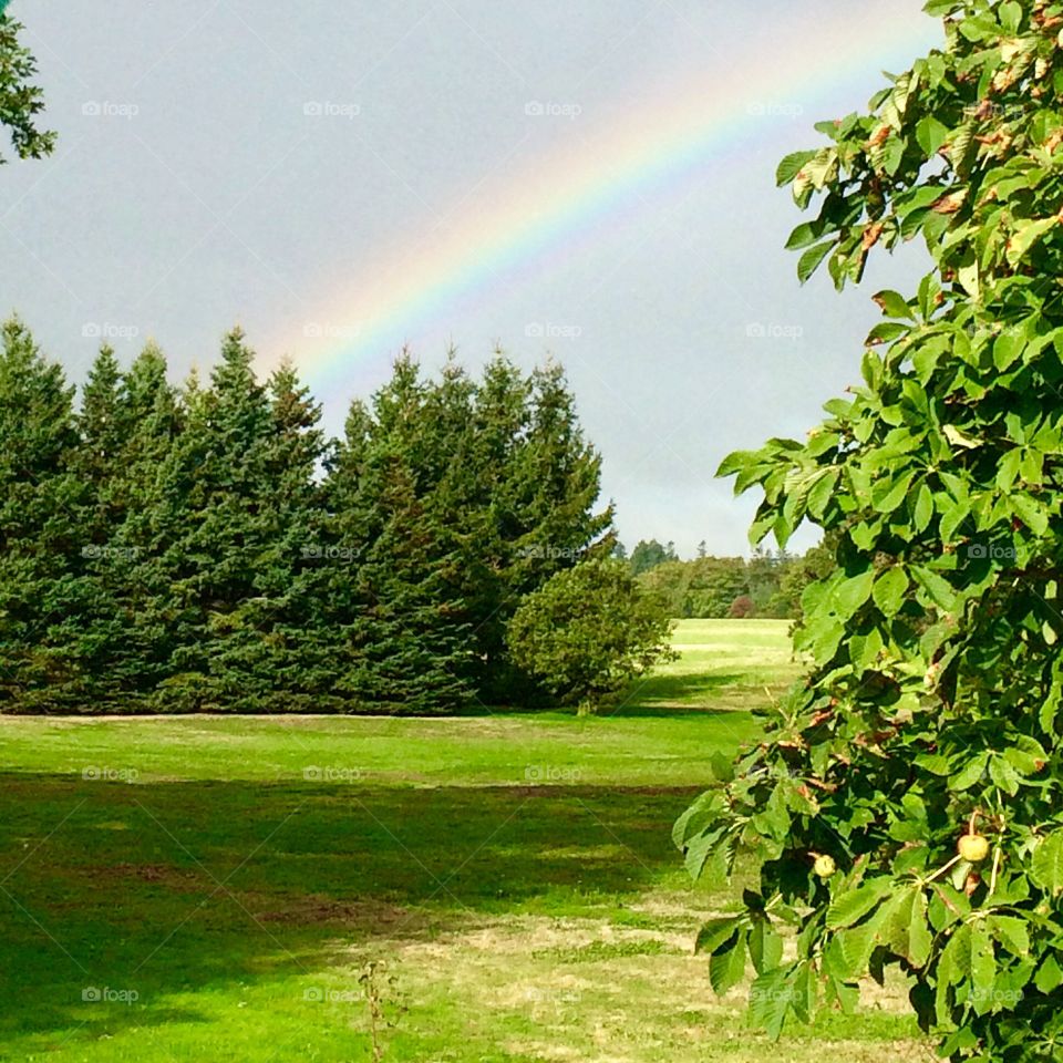 Rainbow over trees