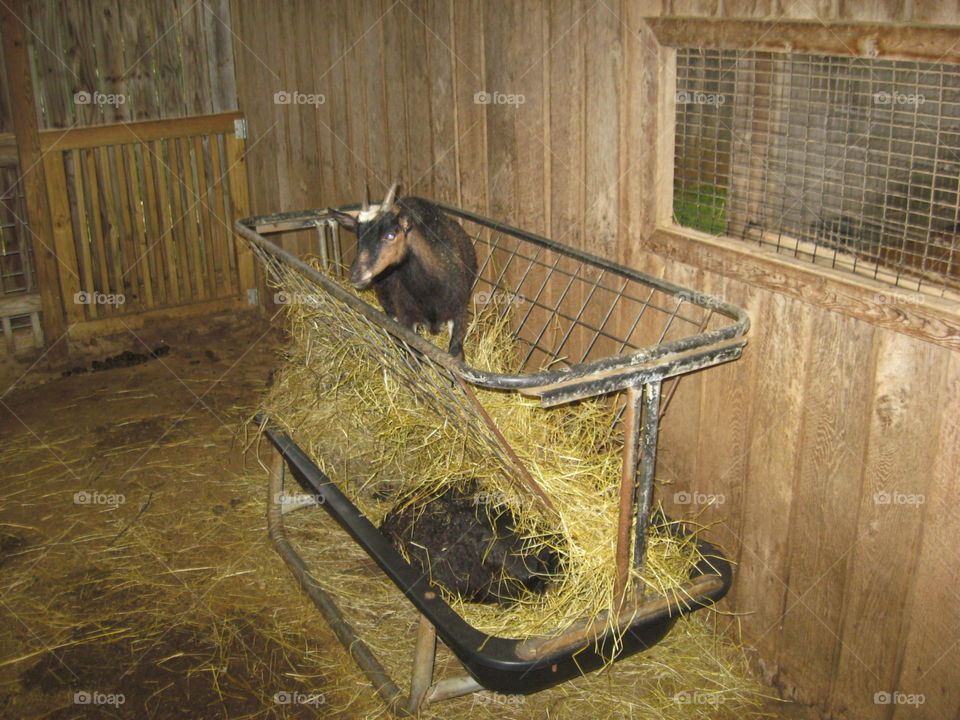 In the Hay