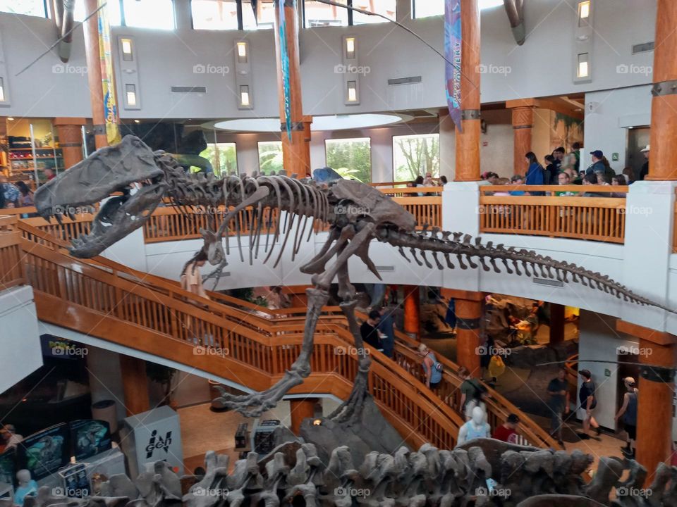 Dinosaur Skeleton