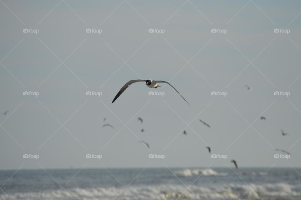 Seagulls at the Beach
