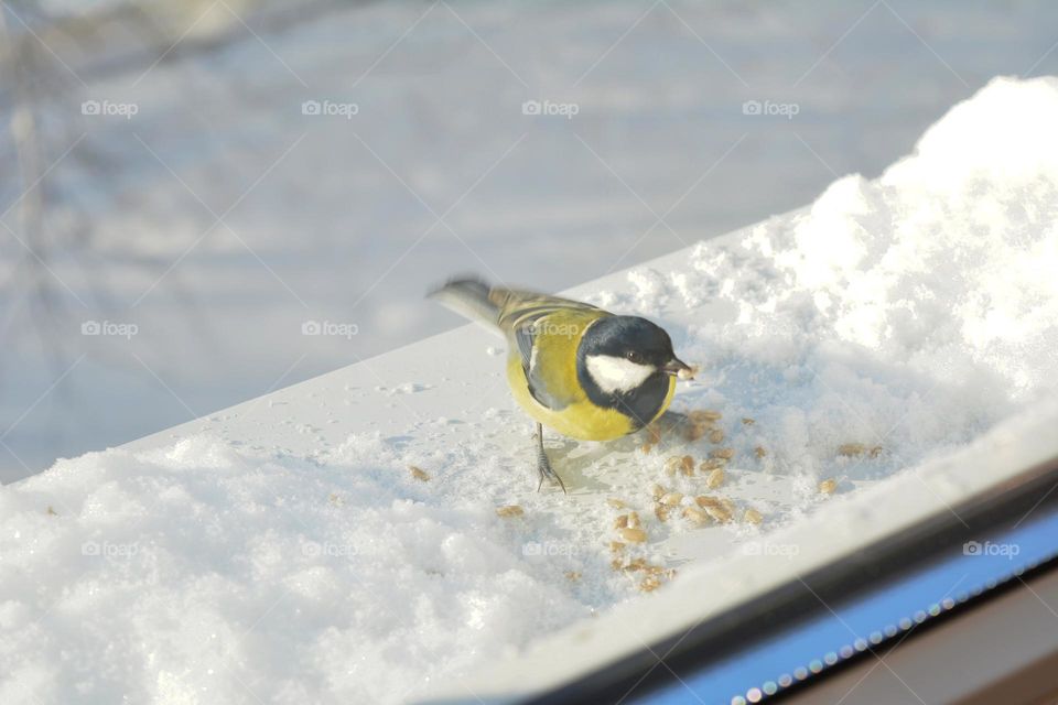 little bird and seeds winter time