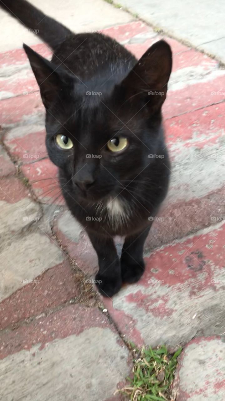 Black Cat With White Spot