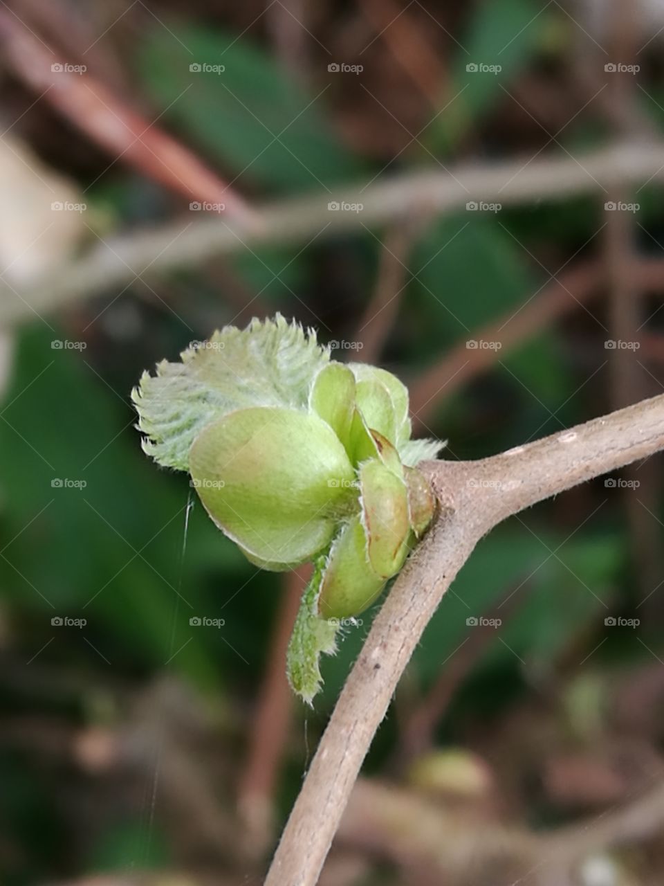 Small Leaf Buds