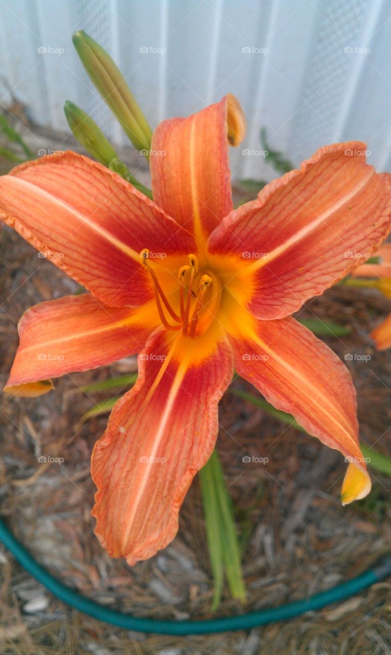 Day Lilly