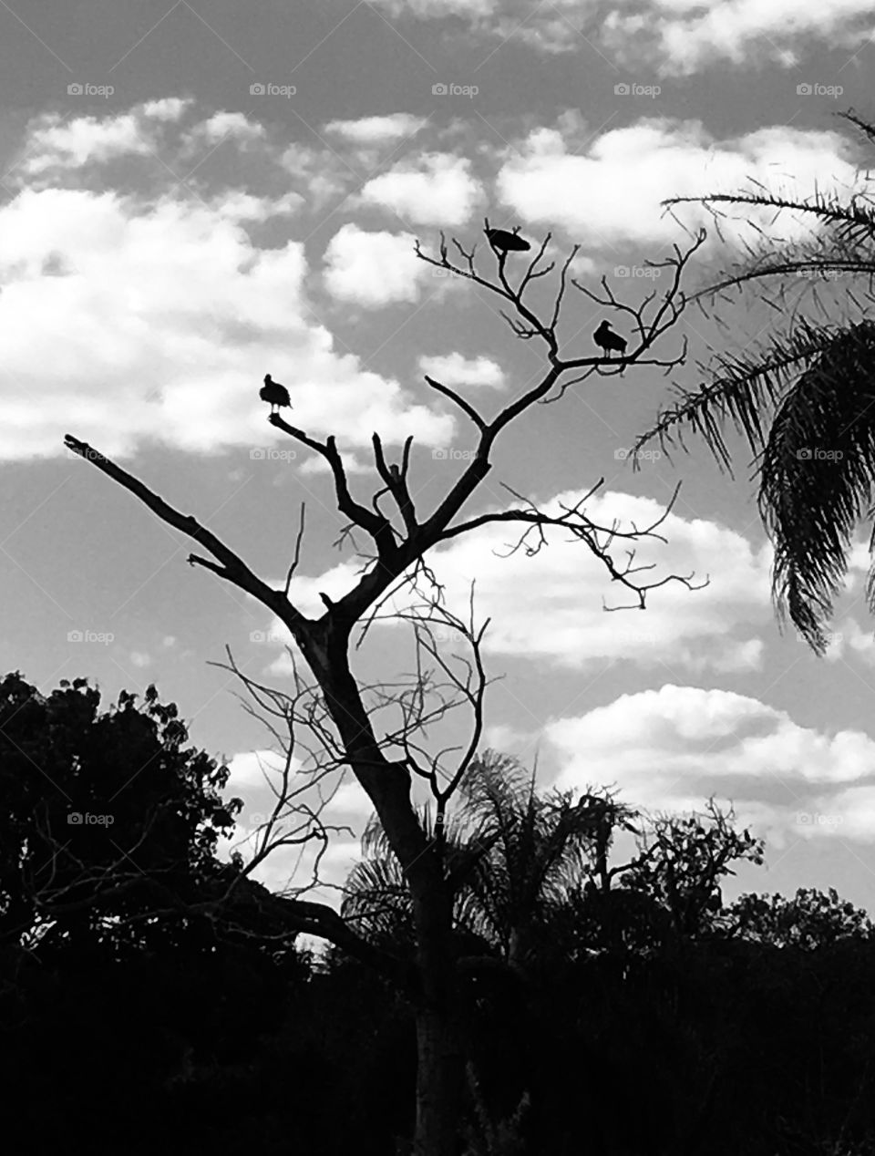 Vultures high in a tree, in an extremely bucolic landscape.  Still, it was a beautiful photograph! / Urubus no alto de uma árvore, numa paisagem extremamente bucólica. Ainda assim, ficou uma fotografia bonita!