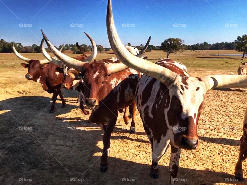 Diagonal  Long Horn Cattle. 