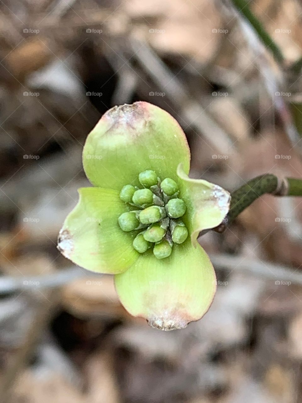 Spring spring in Appalachia