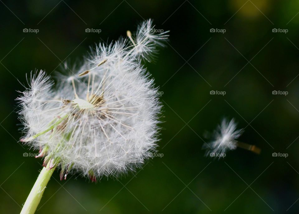 Dandelion seeds gone with the wind