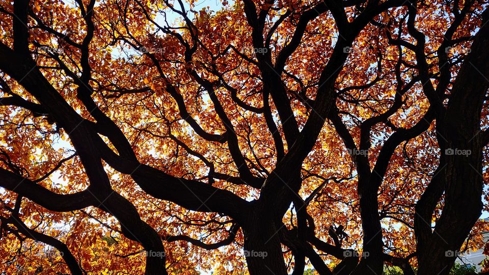 Old oak 🍂 Autumn time 🍂 Nature 🍂